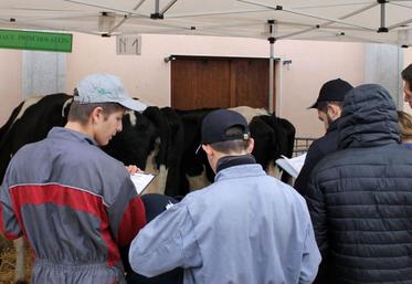 Cette année, le concours de jugement d’animaux par les jeunes avait lieu à Salvagnac. Le matin, les épreuves se sont déroulées sur les races Prim’Holstein, Limousine, Blonde d’Aquitaine et Gasconne, et sur les ovins.