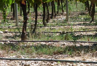 En vin de pays, il ne faut pas que la vigne stresse, il faut commencer à irriguer dès le démarrage de la végétation.