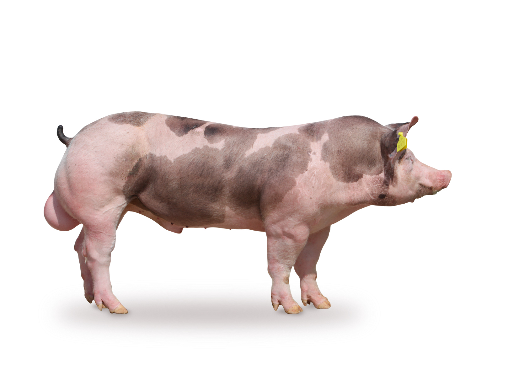 Le porc, nouvel allié des chercheurs en immunologie