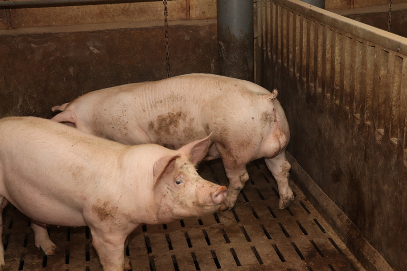 L'arrêt de la castration des porcs est inéluctable