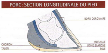 Section longitudinale du pied