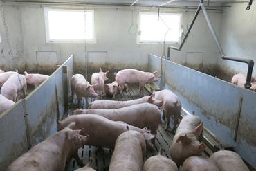 <em class="placeholder">La trace sur le panneau béton correspond à la future trappe d’accès des porcs vers la courette.</em>