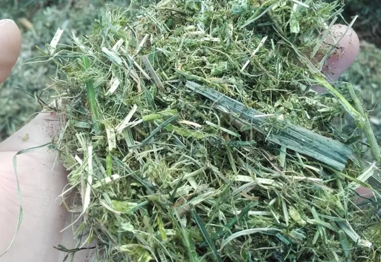 L’ensilage réalisé à partir de luzerne en plante entière augmente la part de fibres non digestibles très présentes dans la tige.