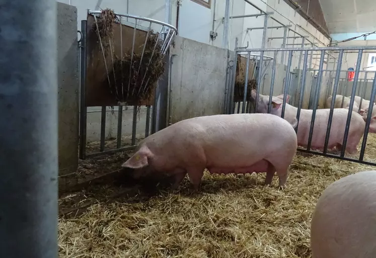 L'apport de fourrage raisonné n'impacte généralement pas la prise d'état corporel des truies au cours de leur gestation.