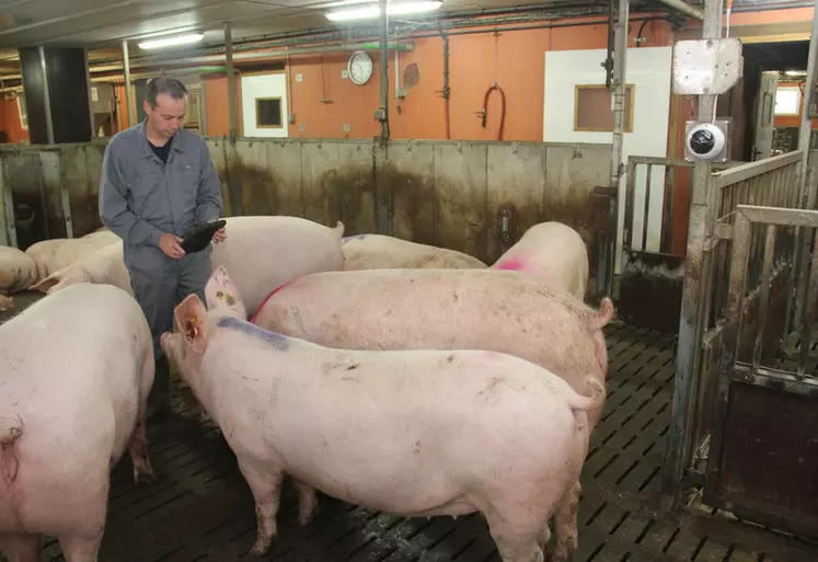 Les dimensions des porcs et leur activité estimées par caméra
