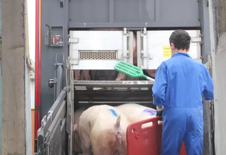 chargement camion de porcs charcutier pour l'abattoir