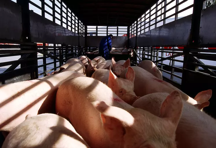 Attention : mention "archives" obligatoire. Transport des porcs / Porcins en bétaillère / Déchargement des porcs pour l'abattoir / animaux dans un camion
