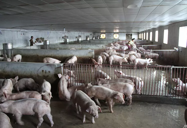 Présent au Vietnam depuis 2009, la PPA a entraîné l’abattage de 6 millions de porcs, soit 20% du cheptel porcin du pays. 