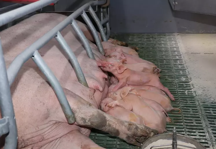 Coût de production, Réussir porc - Tech porc