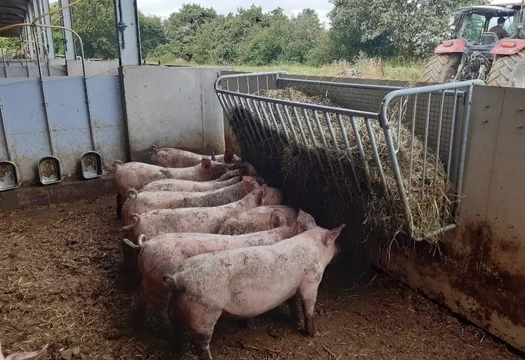 L’apport fréquent d’enrubannage dans un râtelier suspendu permet de maintenir un fort intérêt par les porcs.