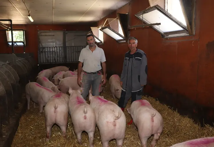 <em class="placeholder">Stéphane Monfort, SCEA Porc Lanvaux (à gauche) et Loïc Havez, Danbred, adaptent l&#039;alimentation des cochettes pour augmenter la longévité des truies.</em>