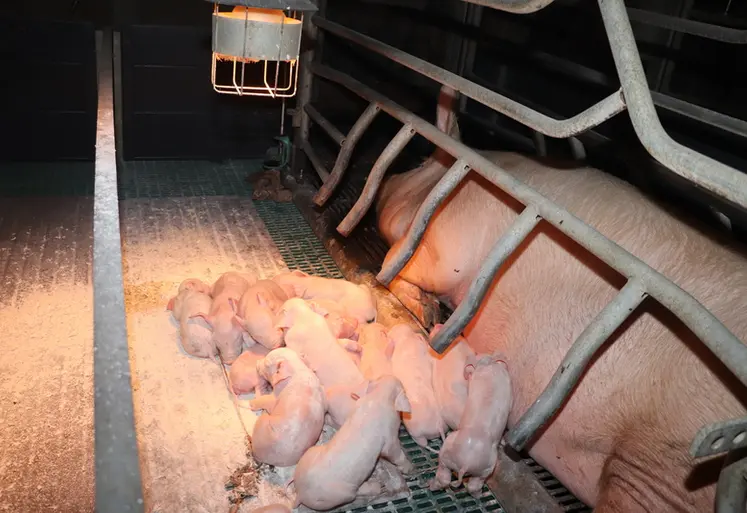 <em class="placeholder">Le syndrôme de dysgalactie post-partum se caractérise par une production insuffisante ou une absence de lait chez la truie.</em>