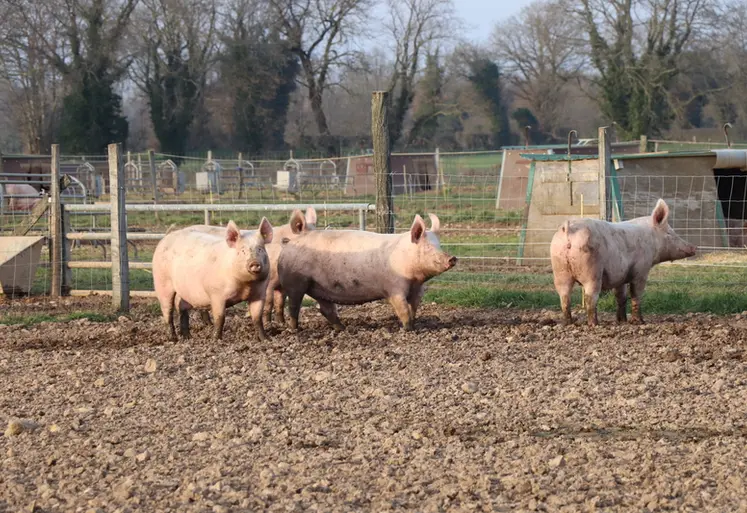 <em class="placeholder">« Une réglementation sur la biosécurité non adaptée aux élevages de porc plein air »</em>