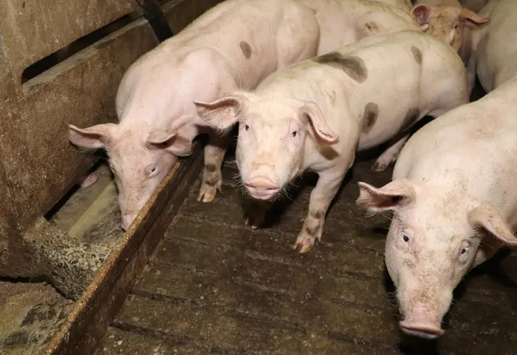 <em class="placeholder">50 % de la lysine et 30 % de la thréonine contenues dans les aliments d’engraissement sont aujourd’hui apportés par les produits de synthèse et non par les matières ...</em>