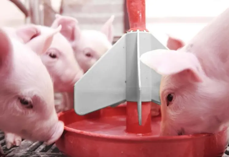 <em class="placeholder">Les porcelets reçoivent le complément nutritionnel durant leur première semaine de vie et en début de post-sevrage.</em>
