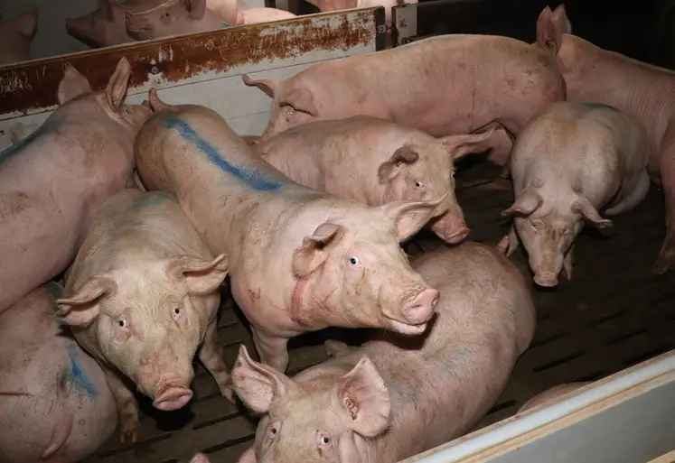 <em class="placeholder">La note moyenne de pneumonie par élevage relevé par Ceva et ses partenaires est de 1,25/24.</em>