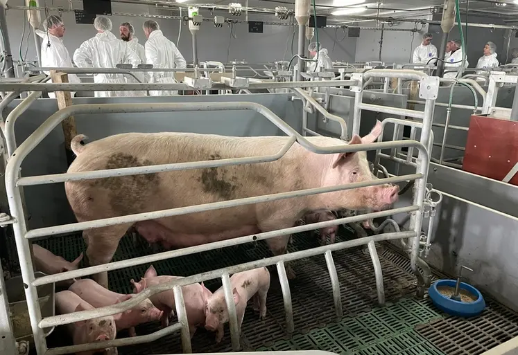 <em class="placeholder">Deux groupes de progrès maternité liberté ont été mis en place au sein de Porc Armor Evolution. Ici en visite chez Mickaël et Isabelle Belloeil.</em>