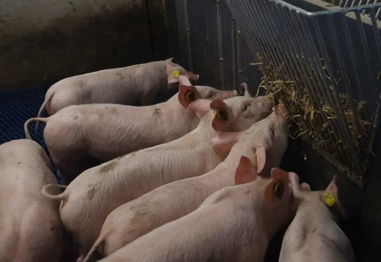 <em class="placeholder">L’enrichissement dans la case (ici de la paille en râtelier) détourne l’attention des porcs et réduit l’importance des morsures. Mais il ne constitue pas une ...</em>