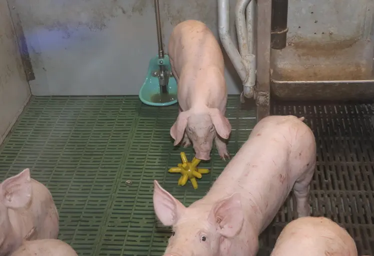 <em class="placeholder">L&#039;apport de jouets supplémentaires détourne l&#039;attention des porcelets et réduit les risques de blessures.</em>