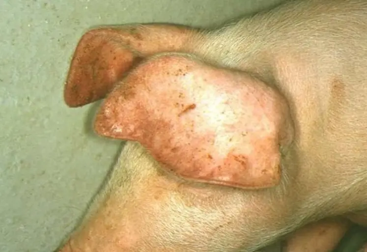<em class="placeholder">Un animal contaminé par le virus de la FPA peut développer des rougeurs sur la peau.</em>