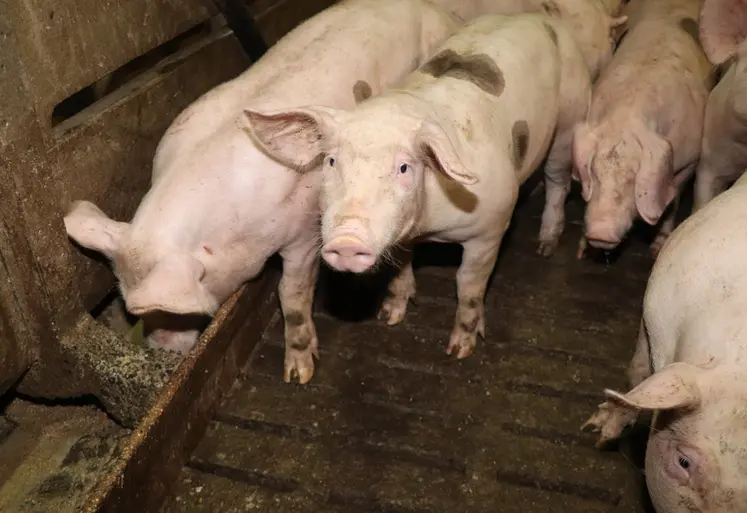 <em class="placeholder">La pulvérisation d’inhibiteurs d’uréase réduit de 25 % les émissions d’ammoniac d’une porcherie</em>