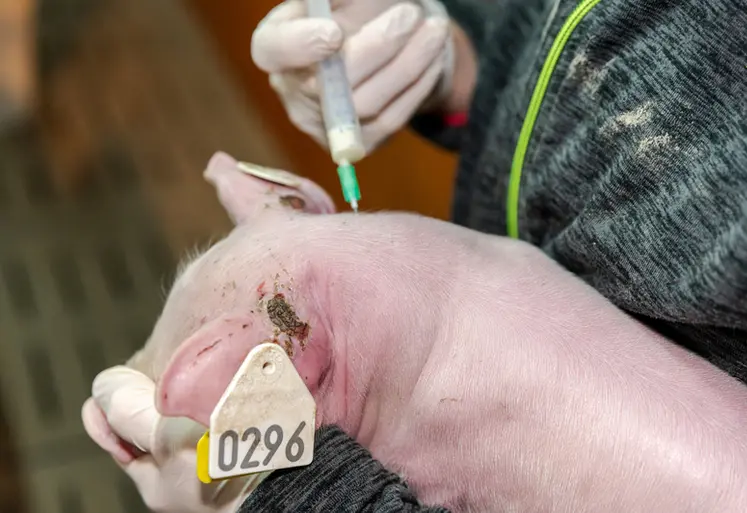 <em class="placeholder">Les porcelets en maternité sont le stade physiologique le plus utilisateur d’antibiotiques en 2022</em>
