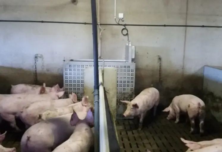 <em class="placeholder">L’utilisation de balances connectées Pigscale a mis en évidence qu’il pouvait y avoir deux profils de croissance au sein d’une même bande.</em>
