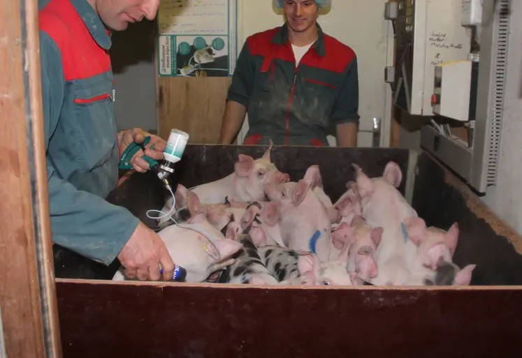 <em class="placeholder">Élevage porcin. Vaccination des porcelets. vaccin. santé animale. produit vétérinaire. </em>
