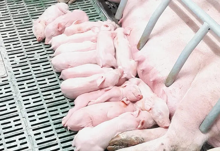 <em class="placeholder">En huit ans, le poids moyen des porcelets nouveaux nés du groupe de travail de la chambre d&#039;agriculture de Bretagne s&#039;est maintenu à plus de 1,3 kg.</em>