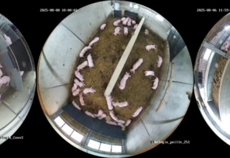 <em class="placeholder">Dans le projet Etholog’IA, l’activité est suivie en permanence dans trois modes de logements : conventionnel (gauche), litière paillée (centre), litière accumulée ...</em>