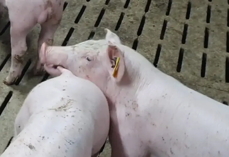 <em class="placeholder">Il existe des liens clairs entre des situation rencontrée par un porc dans la case comme une agression et son expression vocale.</em>