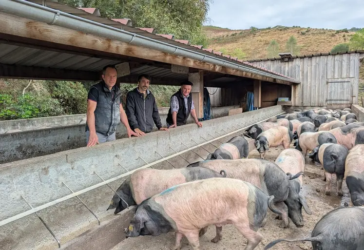 <em class="placeholder">porc Kintoa Pays Basque Improvac</em>