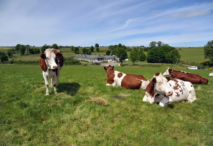 <em class="placeholder">Les lactosérum issus des productions laitières du MAssif Central constituent une matière première de qualité pour l'alimentation des porcs charcutiers de la région.</em>