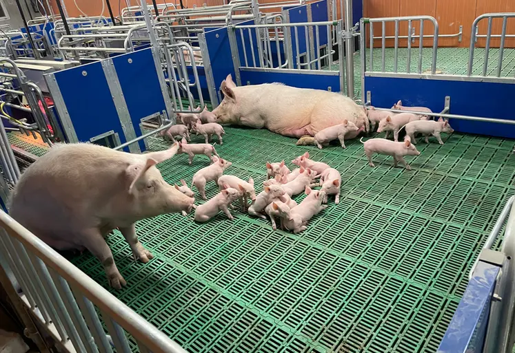 <em class="placeholder">Le concept de parcs de maternité développé par Galvelpor permet à la fois de regrouper quatre truies et de socialiser les porcelets.  </em>