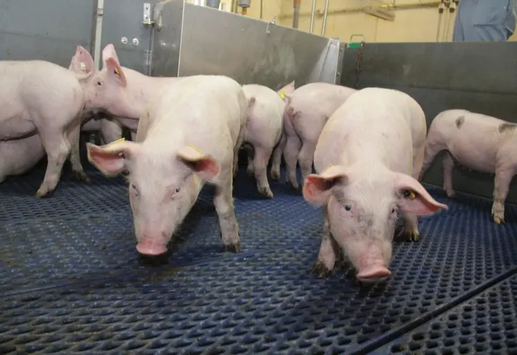 <em class="placeholder">Les diarrhées récurrentes en post-sevrage constituent une problématique fréquente et parfois tenace.</em>