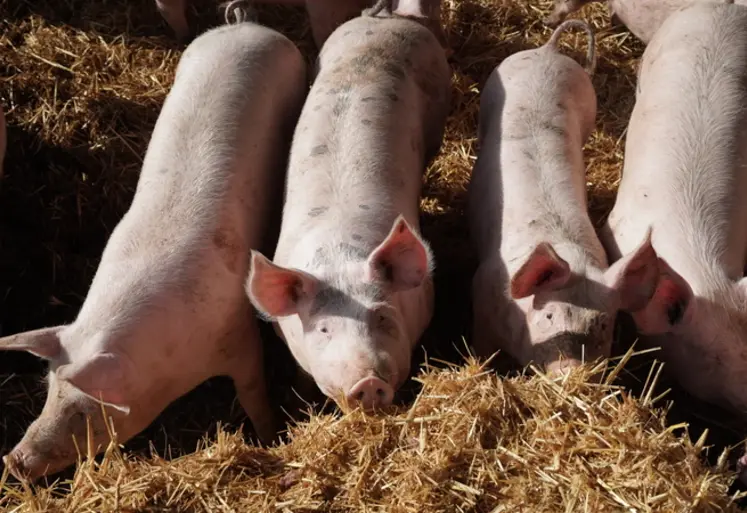 <em class="placeholder">Les meilleures pratiques de bien-être présentés au concours Welfarmers sont jugées sur les aspects scientifiques, économiques et environnementaux.</em>