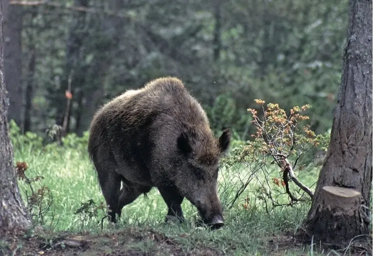 <em class="placeholder">Après l&#039;annonce des cas de FPA en Espagne, le CRP breton appelle les opérateurs de l’aval à « éviter toute surréaction négative, qui pourrait fragiliser encore plus ...</em>