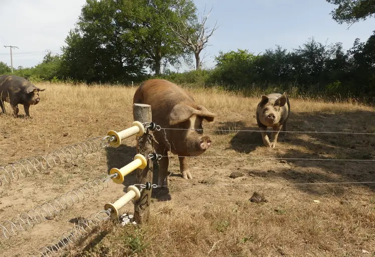 <em class="placeholder">Les quatre scénarios illustrent l’incertitude qui entoure l’avenir de l’agriculture biologique, entre marginalisation et potentiel développement.</em>