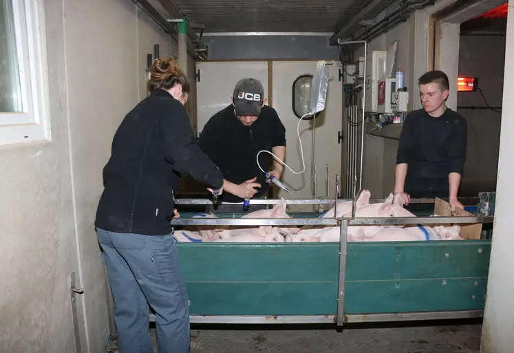 salariées en train de vacciner les porcelets dans le couloir extérieur d'une salle de post-sevrage 