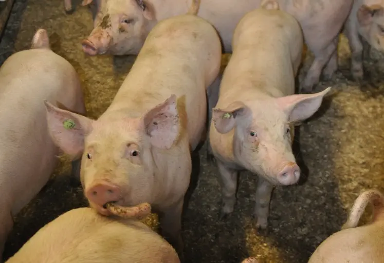 <em class="placeholder">L’IA franchit une nouvelle étape dans la détection des morsures</em>