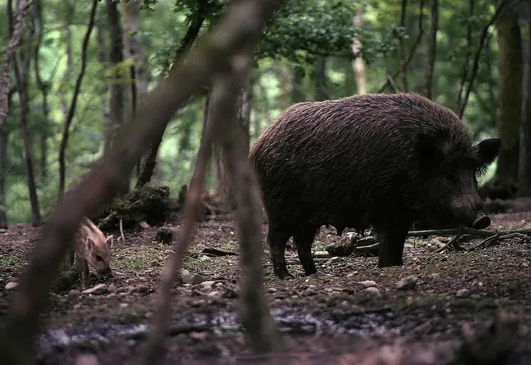 sanglier / laie suitée / faune sauvage