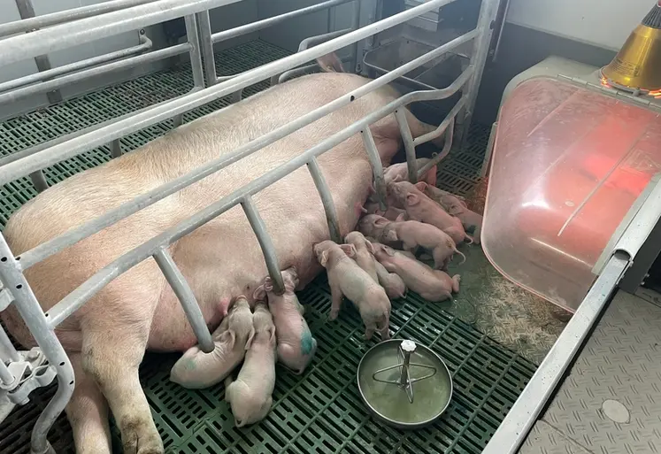 <em class="placeholder">Le travail de robustesse des porcelets mis en place par les sélectionneurs est la complémentarité de ce qui est réalisé sur la truie ainsi que sur le verrat.</em>