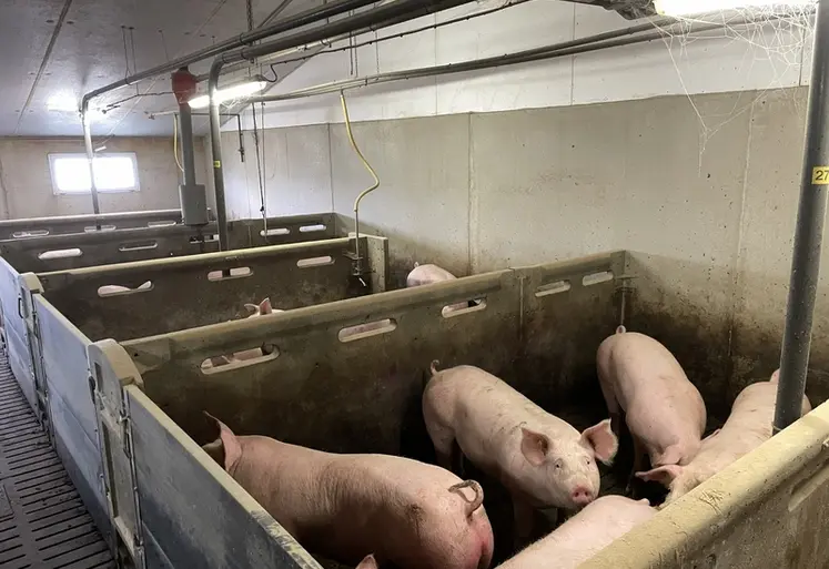<em class="placeholder">La ferme des Trinottières affiche un GMQ de 933 g/j en engraissement, grâce à un plan d'alimentation poussé. </em>