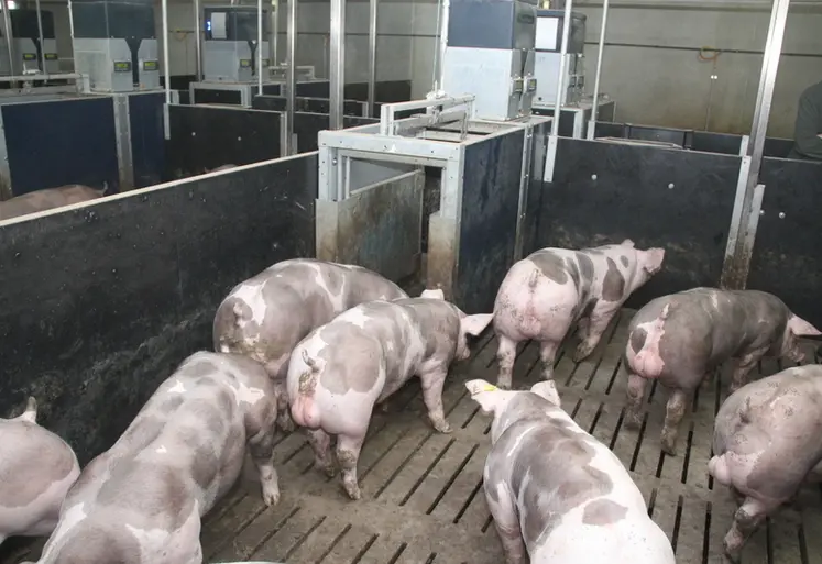 Porcs en engraissement 
