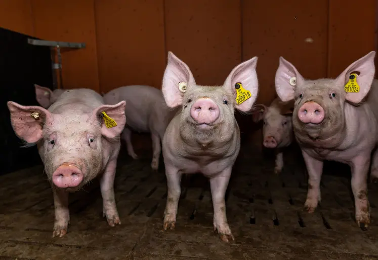 <em class="placeholder">Augmenter le plafond de rationnement de 2,4 à 2,7 kg/j et par porc améliore le GMQ en phase de finition de 100 g/j chez les femelles et de 75 g/j chez les mâles castrés.</em>