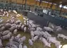 élevage de porcs bio