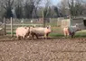 porcs en plein air