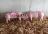 Les porcs mâles entiers sont plus actifs et par conséquent plus agressifs aussi. Des moyens existent pour réduire cette agressivité.