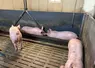 porcs en engraissement