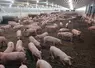 Axiom collabore avec Dabaco Group, une société vietnamienne dont l'activité porc représente 50 000 truies.